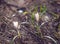 White snowdrop crocus flowers with blurred background and bokeh