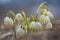 White snowdrop flower with abstract bokeh background