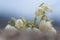 White snowdrop flower with abstract bokeh background