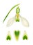 White snowdrop flower with petals.