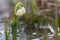 White snowdrop flower in water with abstract bokeh background