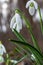 White snowdrop flowers close up. Galanthus blossoms illuminated by the sun in the green blurred background, early spring.