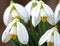 White snowdrop flowers, close-up. Spring in the forest