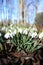 white snowdrop flowers in the sun, spring flowers, beauty of nature, delicate petals, spring, nature blooming, walk in a city park