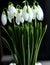 White snowdrop flowers in a vase. First spring flowers