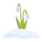 White snowdrop icon cartoon vector. Flower grass