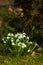 White snowdrop macro