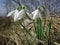 White snowdrops