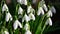 White snowdrops are awakened by the sunshine and open