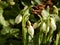 White snowdrops blooming on spring