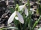 White snowdrops close-up.