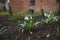 White snowdrops in dewdrops growing in garden. Galanthus flower