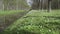 White snowdrops in the early spring