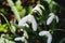 White Snowdrops flowers among green blades of grass