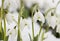 White snowdrops (Galanthus nivalis)