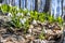 White snowdrops, Klak hill, Slovakia