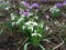 White snowdrops and lilac crocus. Freshness. Tenderness. Spring