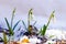 White snowdrops among the melted snow on a light background