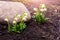 White snowdrops with raindrops in the forest near a large smooth stone in spring on a blurred background