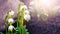 White snowdrops with raindrops in the forest near a large smooth stone in spring on a blurred background