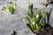 White snowdrops in the snow