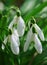 White snowdrops spring flowers in the forest