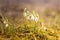 White snowdrops in the spring raindrops.