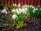 White snowdrops in springtime 2