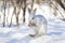 A white Snowshoe hare or Varying hare cleaning itâ€™s whiskers in the winter snow in Ottawa, Canada