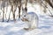 A white Snowshoe hare or Varying hare cleaning itâ€™s whiskers in the winter snow in Ottawa, Canada