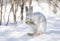 A white Snowshoe hare or Varying hare cleaning itâ€™s whiskers in the winter snow in Ottawa, Canada