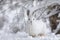 A White snowshoe hare or Varying hare closeup in winter in Canada