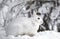 A White snowshoe hare or Varying hare closeup in winter in Canada