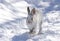 A White snowshoe hare or Varying hare running through the winter snow in Canada