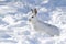 A White snowshoe hare or Varying hare running through the winter snow in Canada