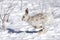 A White snowshoe hare or Varying hare running through the winter snow in Canada