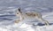 A White snowshoe hare or Varying hare running through the winter snow in Canada