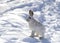 A White Snowshoe hare or Varying hare sitting in the snow in winter in Canada