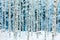 White snowy birch trunks in winter forest