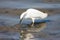 White Snowy Egret with a fish in its beak