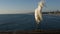White snowy egret on pier railings, California USA. Ocean beach, sea water waves. Coastal heron bird