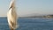 White snowy egret on pier railings, California USA. Ocean beach, sea water waves. Coastal heron bird