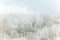 White snowy forest with blue sky, winter season, frost trees