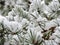 White  snowy needles of  pine  in december forest