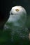 White Snowy Owl 2