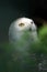 White Snowy Owl 3