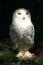 White Snowy Owl 6