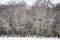 White snowy park outdoor. Winter forest. Nature in winter season. Winter season in the snowy park. Seasonal trees with snow.