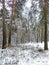 White  snowy trees, plants and  pines  in december forest