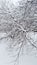 White snowy trees in winter Ukraine
